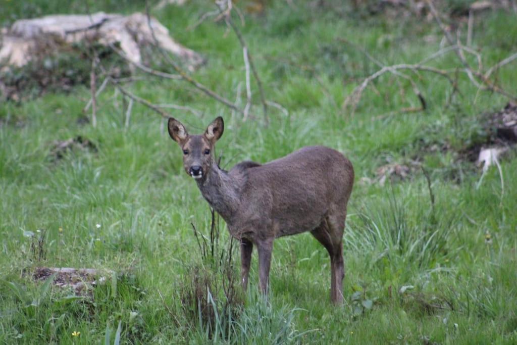 Gite La Cabuche Proche Du Zoo De Beauval Le Controis-en-Sologne Exterior photo